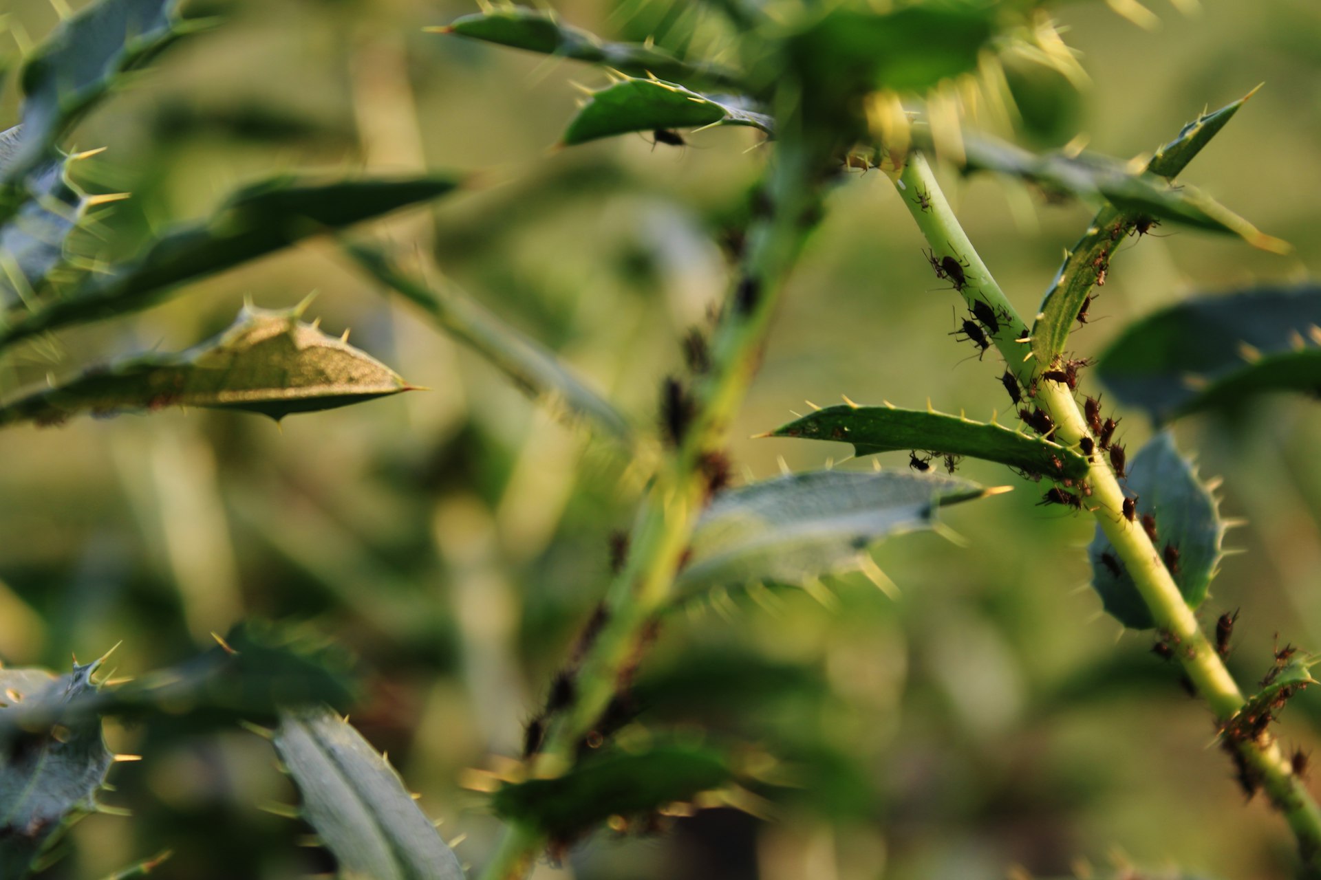 a close up of a green plant with leaves