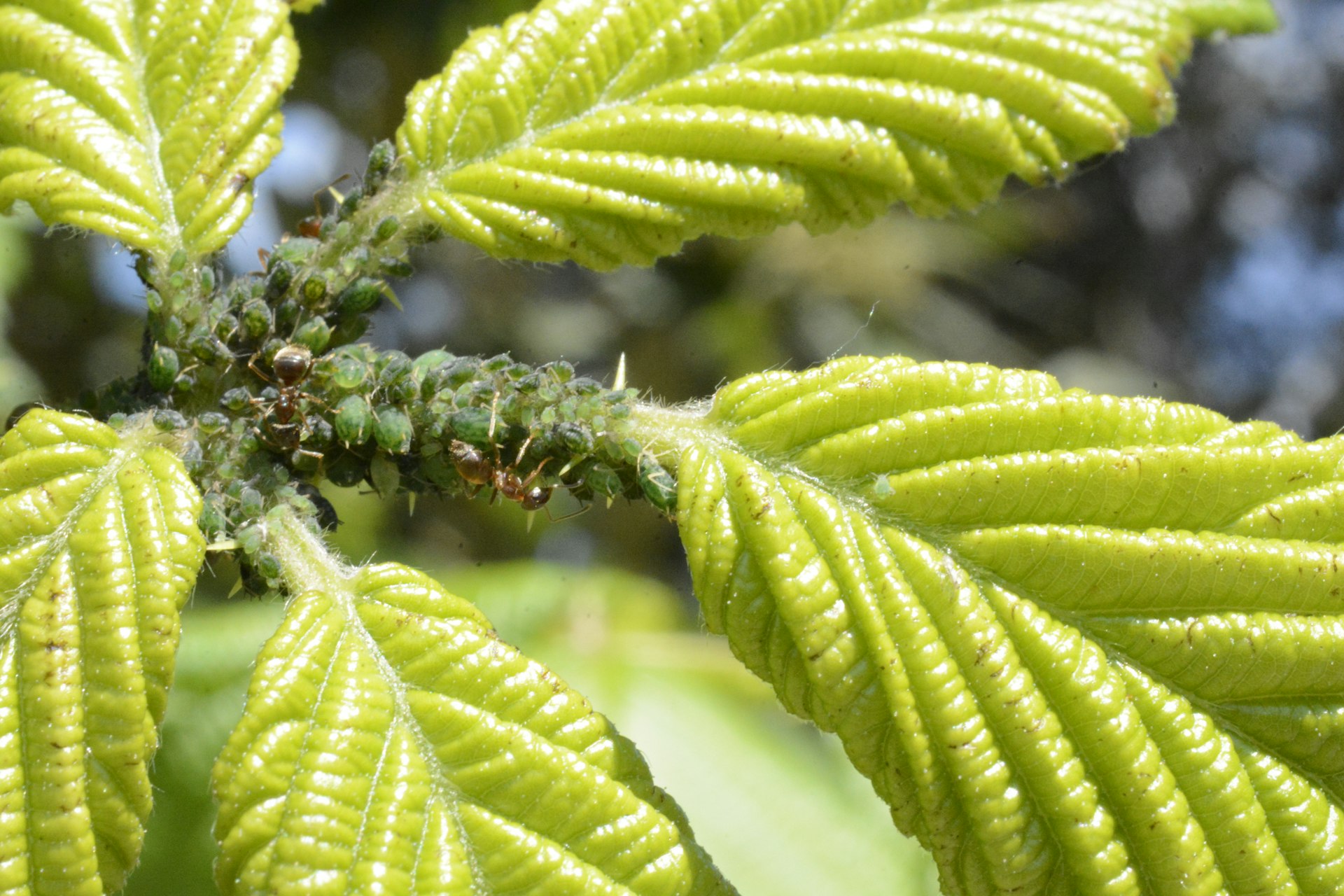 A close up of a green leaf on a tree