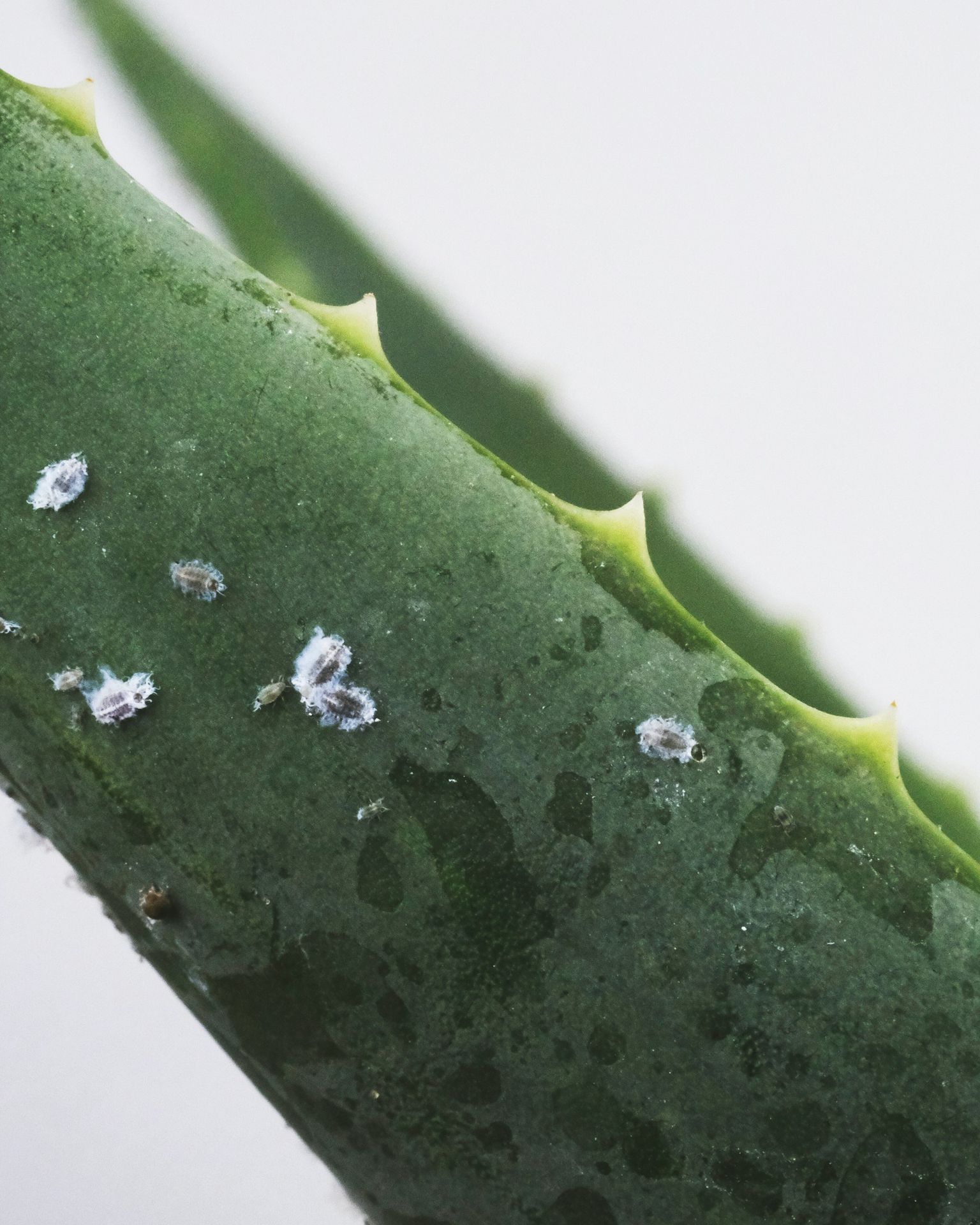 green and white water droplets